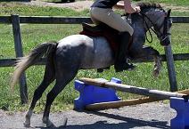 Knick Knack short stirrup pony hunter